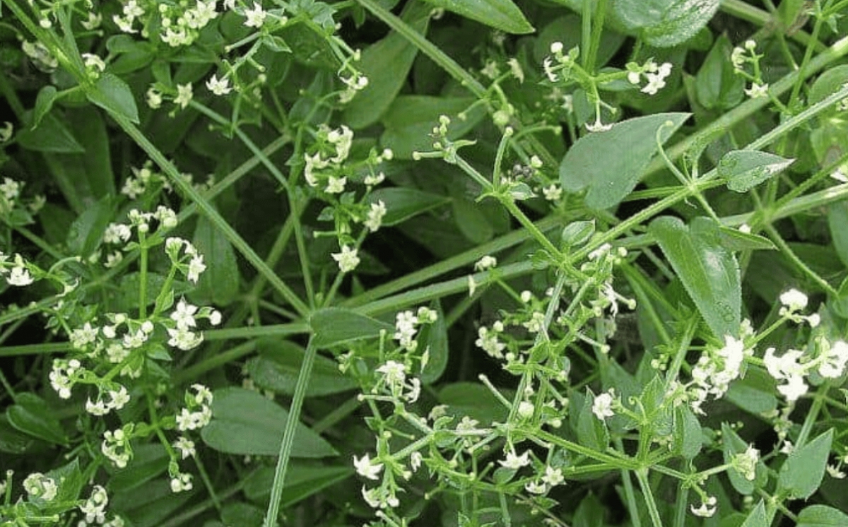 Cây dại xưa cho lợn ăn, nay cắt bán tha hồ “hốt bạc”